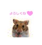 ゴールデンハムスターのタロウくん（個別スタンプ：5）