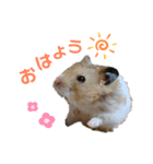 ゴールデンハムスターのタロウくん（個別スタンプ：8）