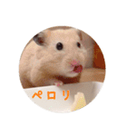 ハムスターと一緒に過ごす日常（個別スタンプ：7）