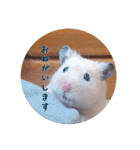 ハムスターと一緒に過ごす日常（個別スタンプ：8）