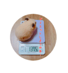 ハムスターと一緒に過ごす日常（個別スタンプ：9）