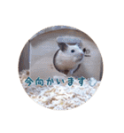 ハムスターと一緒に過ごす日常（個別スタンプ：19）