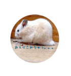 ハムスターと一緒に過ごす日常（個別スタンプ：22）