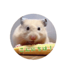 ハムスターと一緒に過ごす日常（個別スタンプ：23）