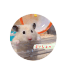 ハムスターと一緒に過ごす日常（個別スタンプ：26）