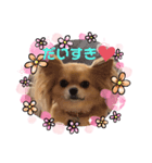 チワワのまめたん愛を伝える❤（個別スタンプ：1）
