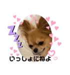 チワワのまめたん愛を伝える❤（個別スタンプ：2）