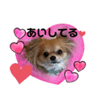 チワワのまめたん愛を伝える❤（個別スタンプ：3）
