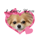 チワワのまめたん愛を伝える❤（個別スタンプ：4）