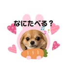チワワのまめたん愛を伝える❤（個別スタンプ：5）
