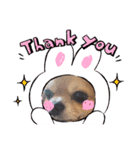 チワワのまめたん愛を伝える❤（個別スタンプ：6）