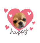チワワのまめたん愛を伝える❤（個別スタンプ：7）