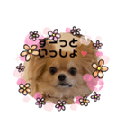 チワワのまめたん愛を伝える❤（個別スタンプ：8）