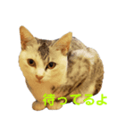 サバトラららのスタンプ（個別スタンプ：4）