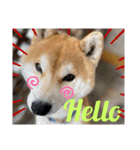 しばーば（個別スタンプ：1）