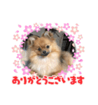 ポメラニアンのくぅちゃん第二弾（個別スタンプ：2）