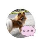 ポメラニアンのくぅちゃん第二弾（個別スタンプ：5）