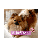ポメラニアンのくぅちゃん第二弾（個別スタンプ：13）