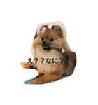 ポメラニアンのくぅちゃん第二弾（個別スタンプ：15）