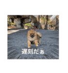 ポメラニアンのくぅちゃん第二弾（個別スタンプ：23）