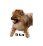 ポメラニアンのくぅちゃん第二弾（個別スタンプ：33）