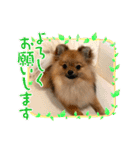 ポメラニアンのくぅちゃん第二弾（個別スタンプ：37）
