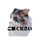 くうちゃあちび（個別スタンプ：2）