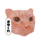 くうちゃあちび（個別スタンプ：3）