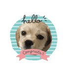 愛犬ソフィアしか勝たんスタンプ（個別スタンプ：1）