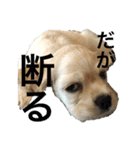 愛犬ソフィアしか勝たんスタンプ（個別スタンプ：3）