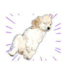 愛犬ソフィアしか勝たんスタンプ（個別スタンプ：4）