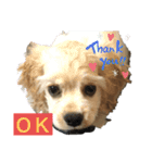 愛犬ソフィアしか勝たんスタンプ（個別スタンプ：6）