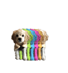 愛犬ソフィアしか勝たんスタンプ（個別スタンプ：9）