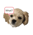 愛犬ソフィアしか勝たんスタンプ（個別スタンプ：10）