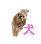 愛犬ソフィアしか勝たんスタンプ（個別スタンプ：11）