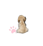 愛犬ソフィアしか勝たんスタンプ（個別スタンプ：12）