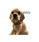 愛犬ソフィアしか勝たんスタンプ（個別スタンプ：13）