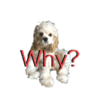 愛犬ソフィアしか勝たんスタンプ（個別スタンプ：14）