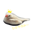 文鳥とパンダの日常（個別スタンプ：2）