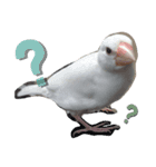 文鳥とパンダの日常（個別スタンプ：3）