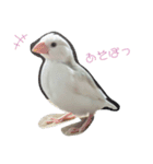 文鳥とパンダの日常（個別スタンプ：4）