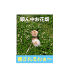ポメラニアンのココ。（個別スタンプ：2）