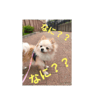 ポメラニアンのココ。（個別スタンプ：3）