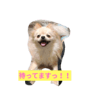 ポメラニアンのココ。（個別スタンプ：5）