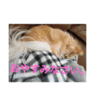 ポメラニアンのココ。（個別スタンプ：6）