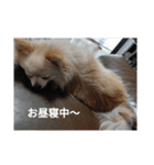 ポメラニアンのココ。（個別スタンプ：7）