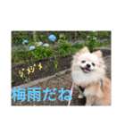 ポメラニアンのココ。（個別スタンプ：8）