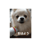ポメラニアンのココ。（個別スタンプ：9）