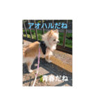 ポメラニアンのココ。（個別スタンプ：10）