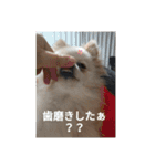 ポメラニアンのココ。（個別スタンプ：12）